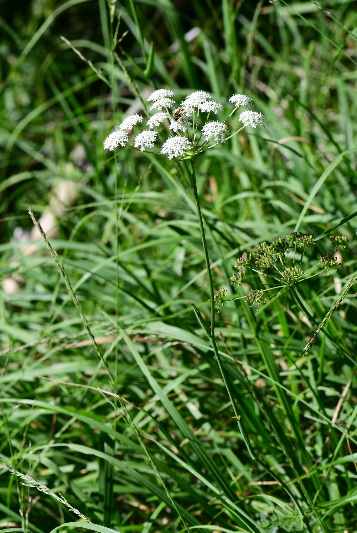 BergHaarstrang (1) BergHaarstrang Flora Natur im AustriaForum